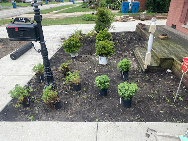 Tree, Shrub & New Lawn Installation