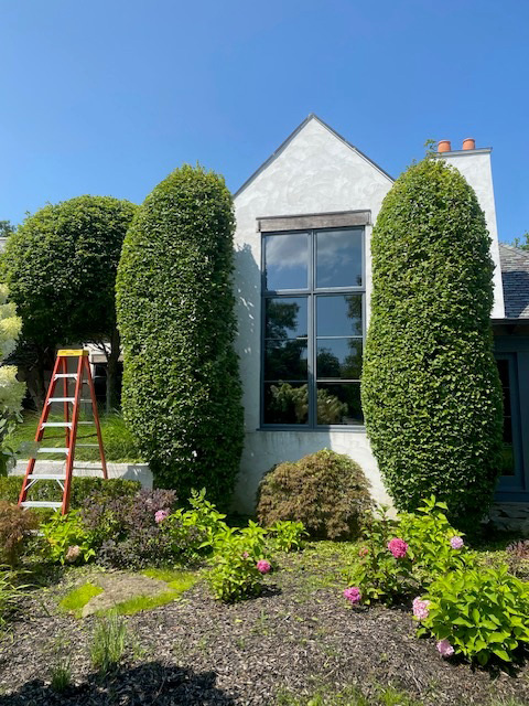 Arbor Vitaes